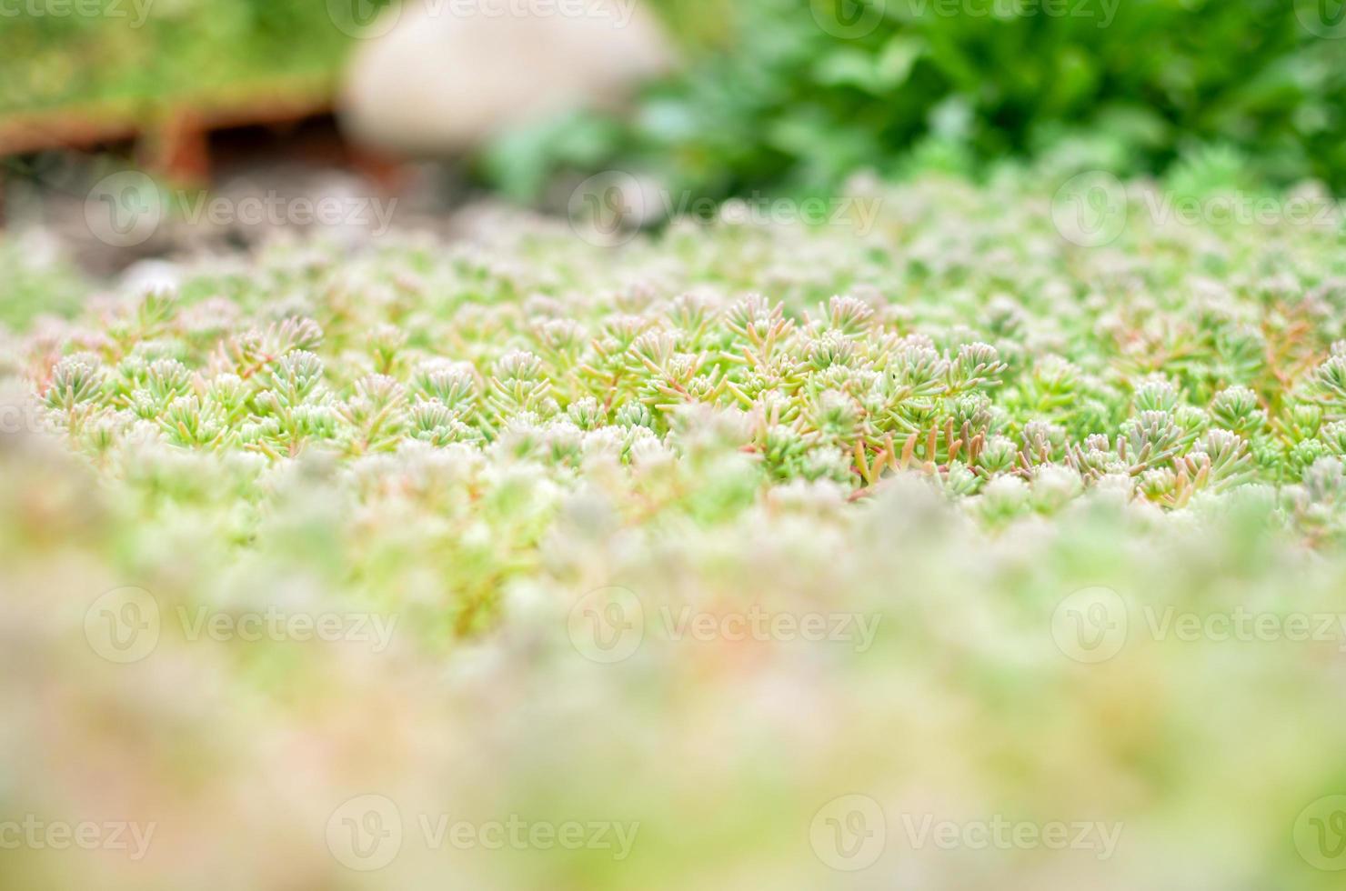 sedum stonecrop spanska närbild på en sommar foto