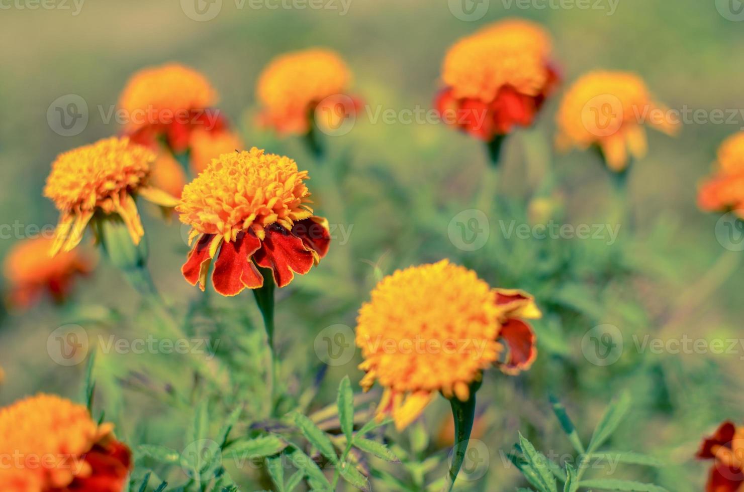 närbild av vacker ringblomma blomma tagetes erecta mexikansk aztec eller afrikansk ringblomma i trädgården makro av ringblomma i blomsterbädd solig dag foto