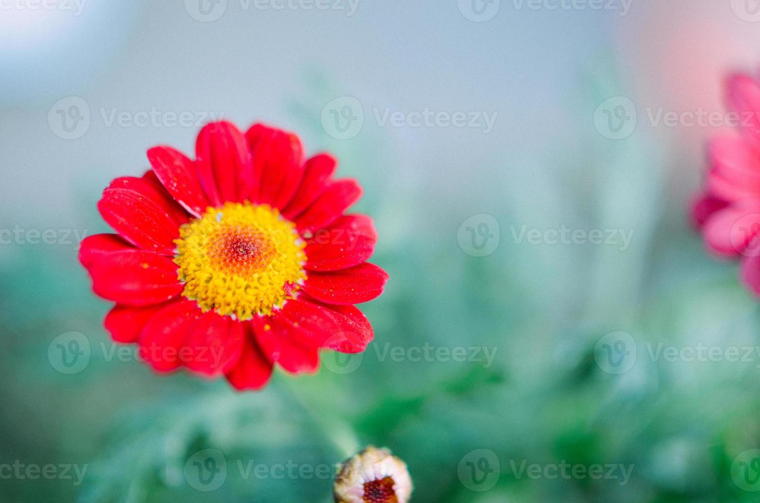 röd gazania trädgårdsväxt i blomma foto