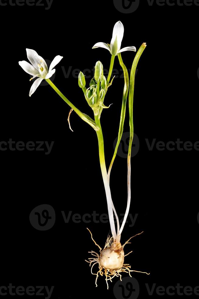 komplett mjölkstjärna växt med lökblad och blomma foto