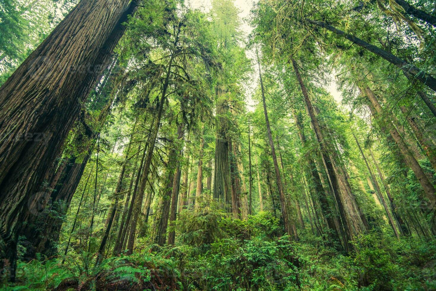 jätte redwoods skog foto