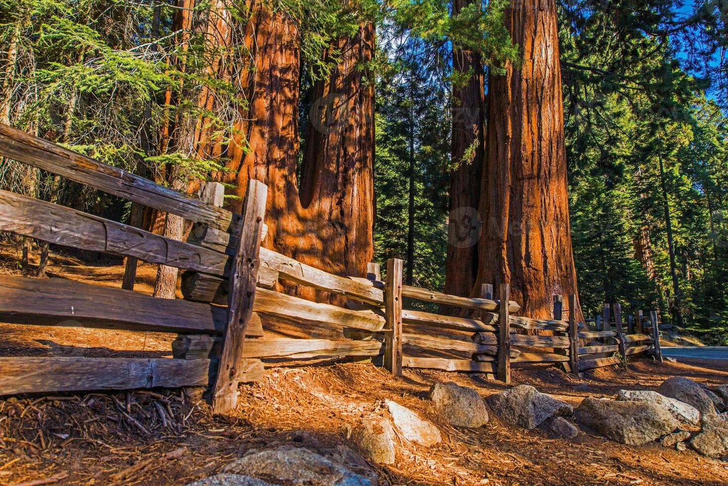 jätte sequoias plats foto