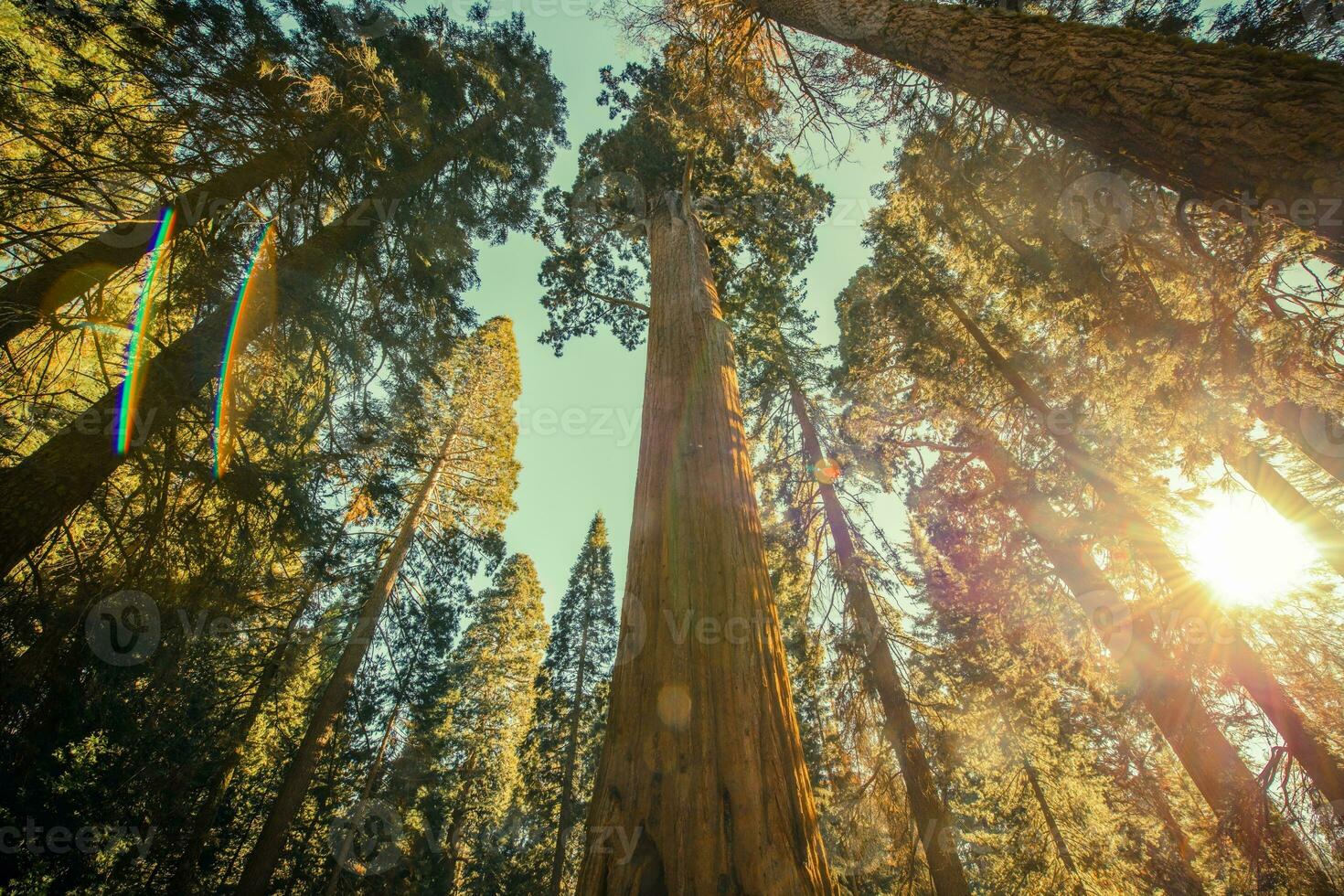 sequoia nationell parkera lund foto