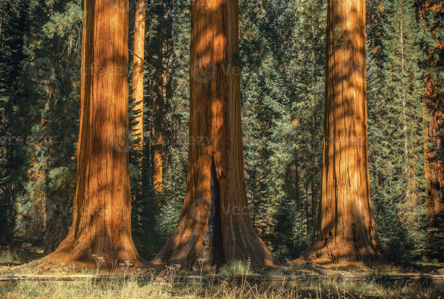 tre gammal sequoias foto