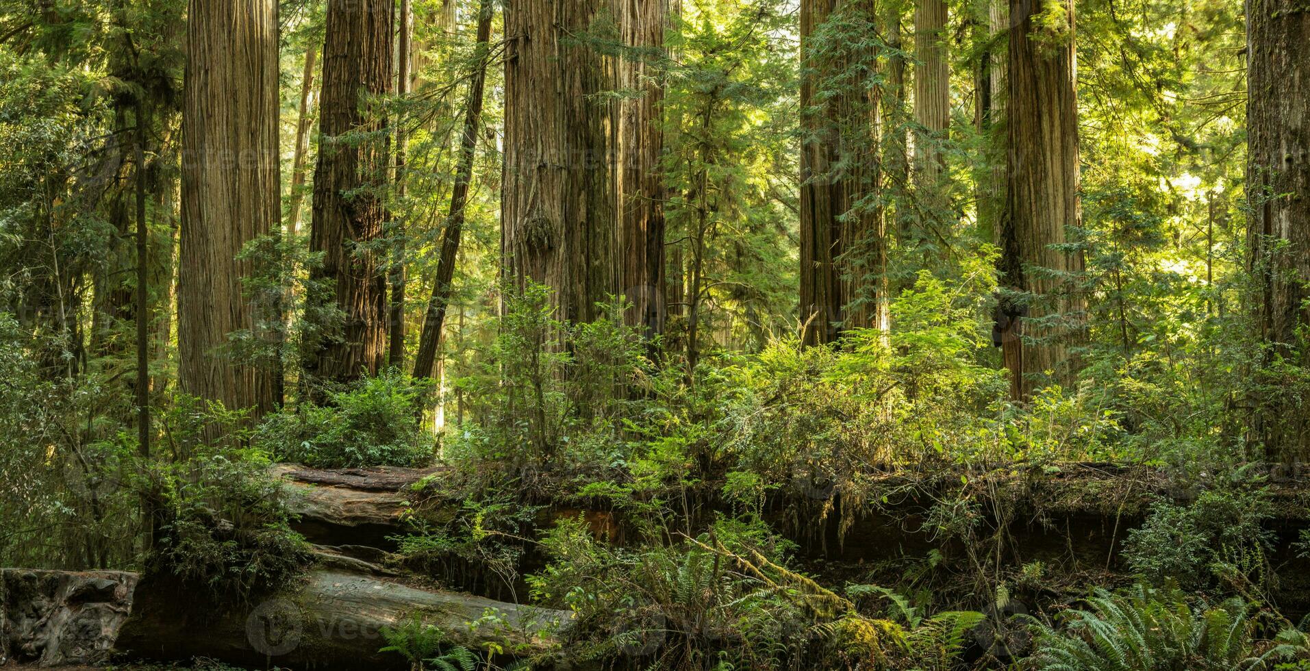 naturskön solig eftermiddag i de gammal redwood skog foto