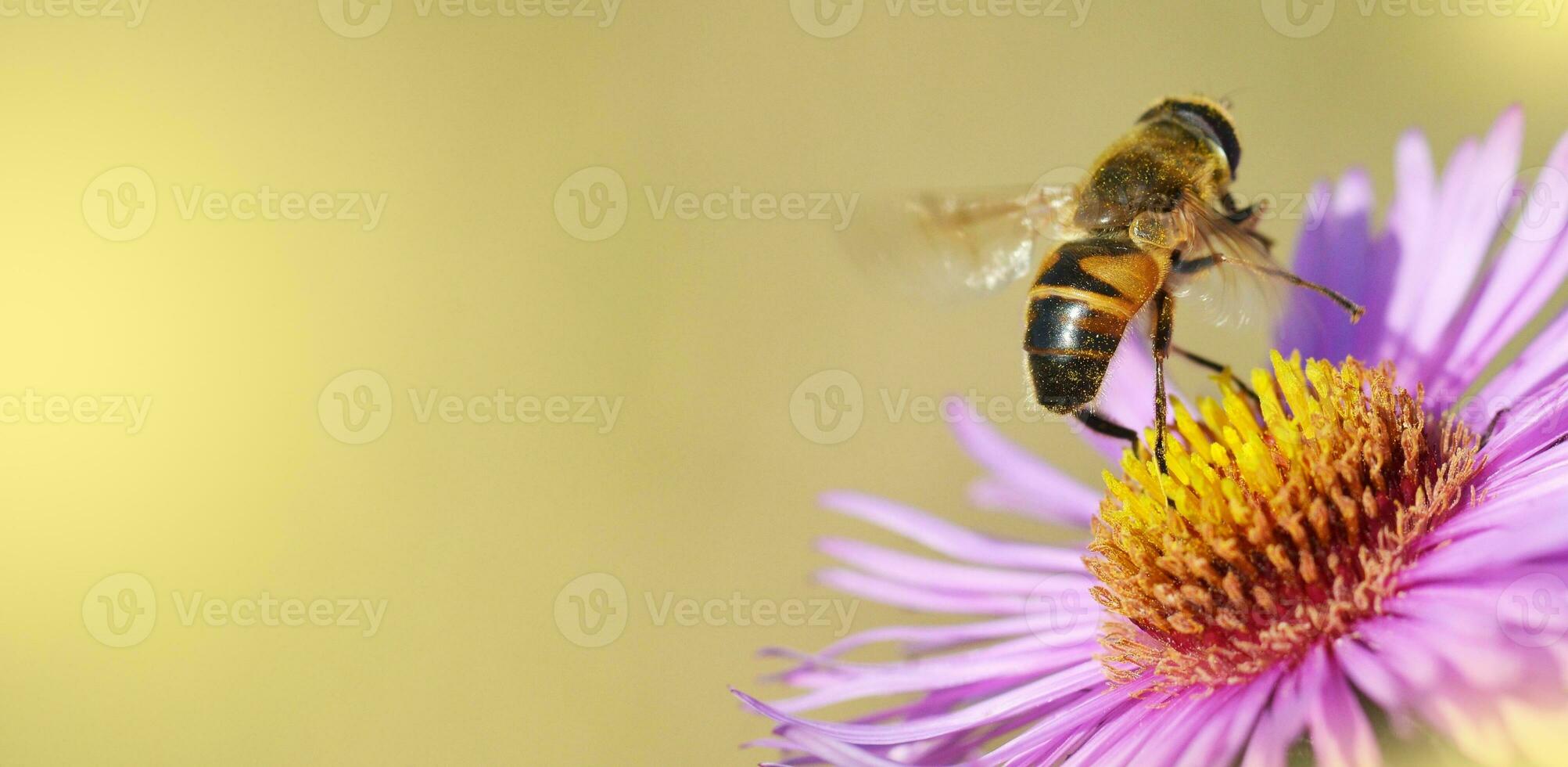 honung bi på en blomma foto