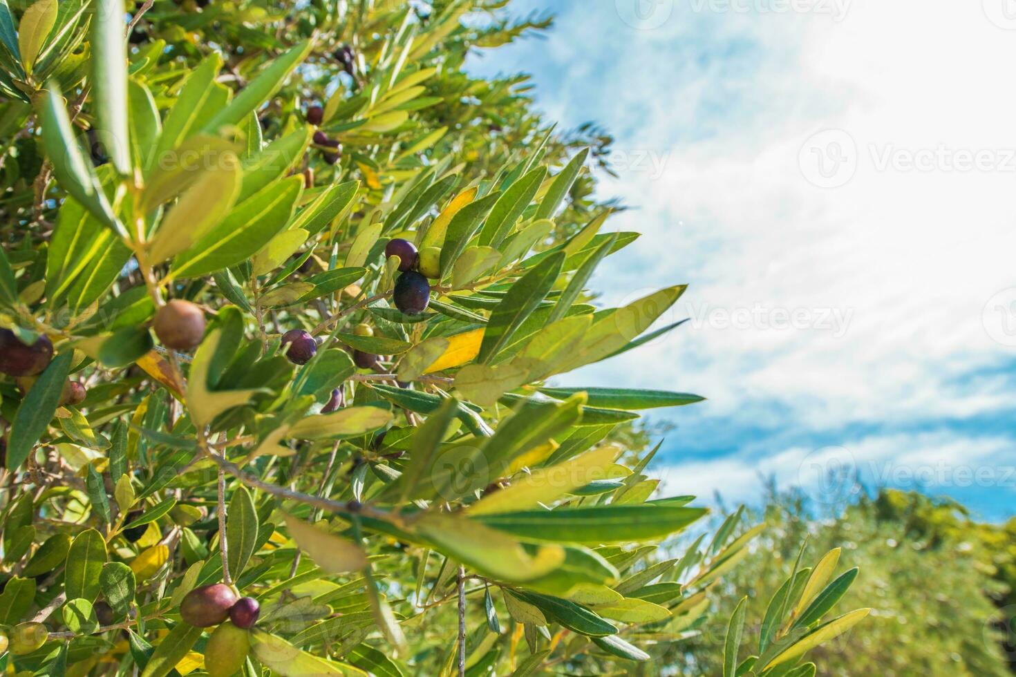 oliv frukt på grenar foto