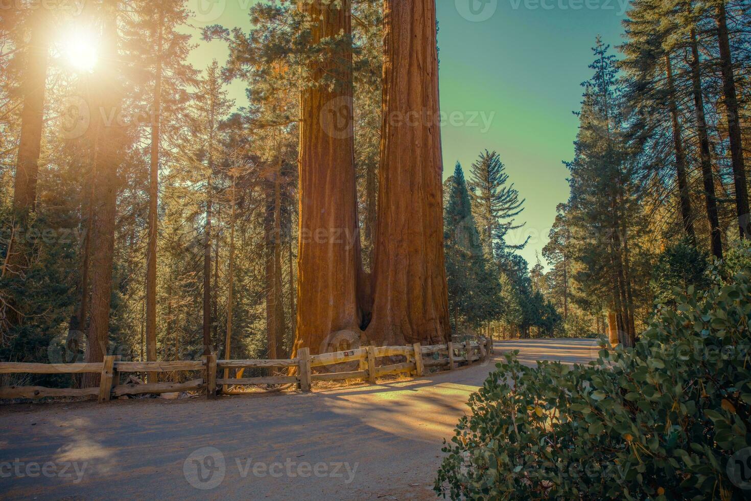 sequoias nationell parkera väg foto