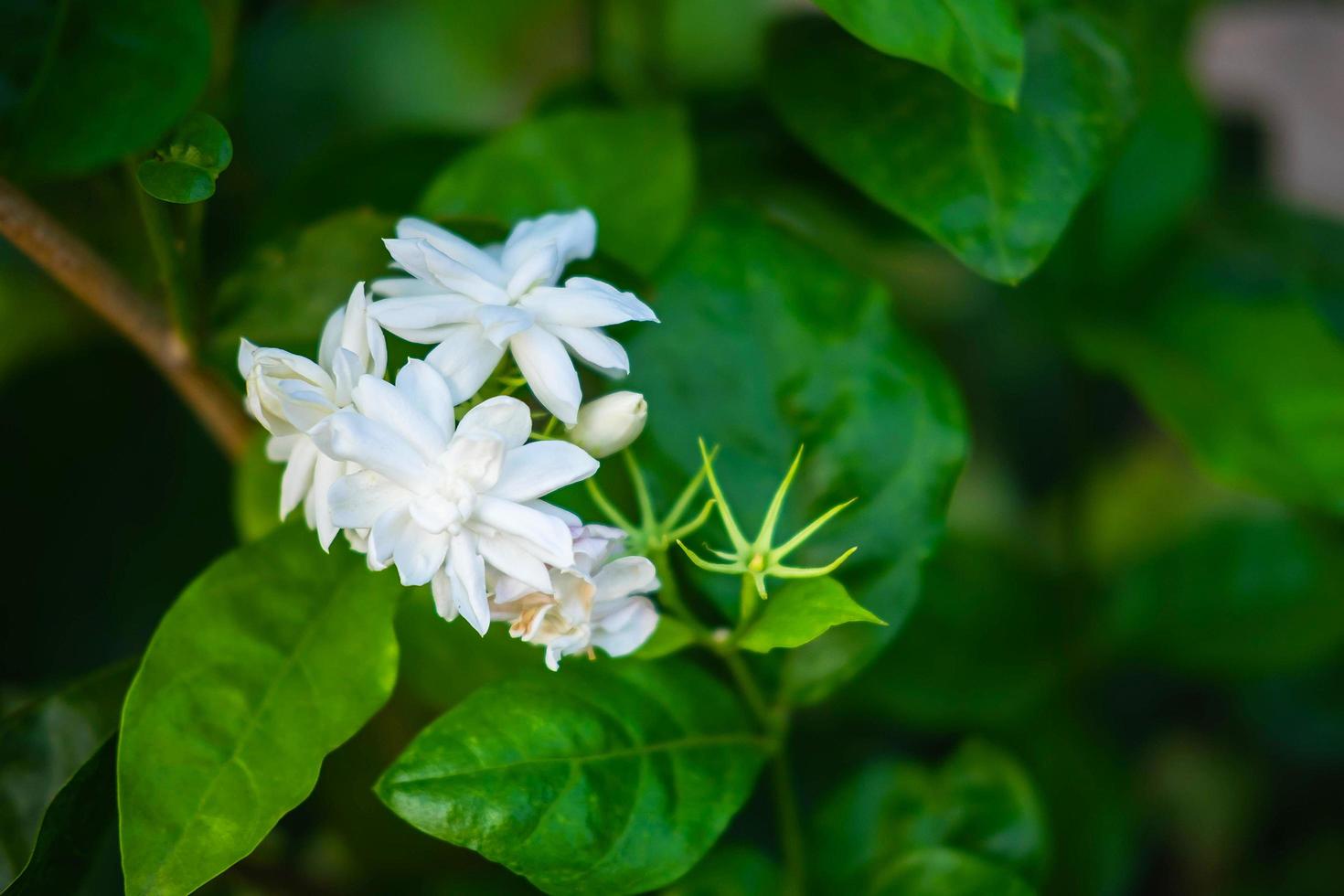 närbild av jasminblommor i en trädgård foto