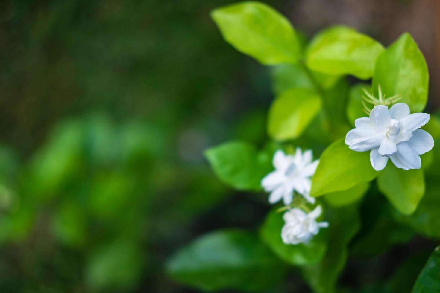 närbild av jasminblommor i en trädgård foto