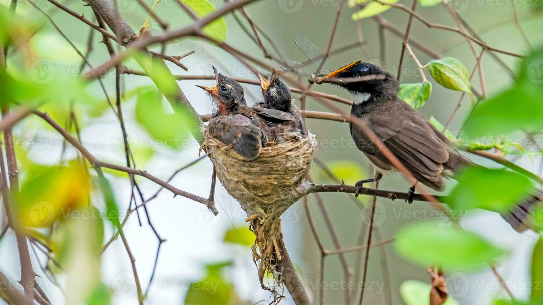 malaysiska pied fantail på gren i natur bakgrund foto