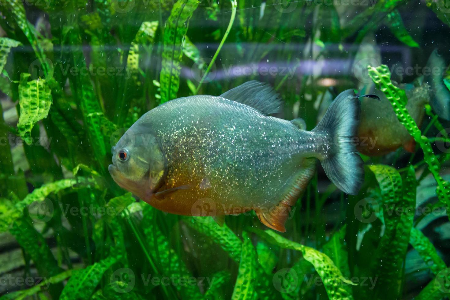 akvarium med piranha tropisk fisk piranha simmar bland gröna alger foto