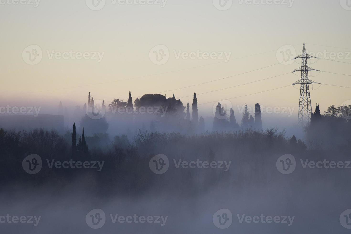 träd täckt med dimma i montescudaio foto