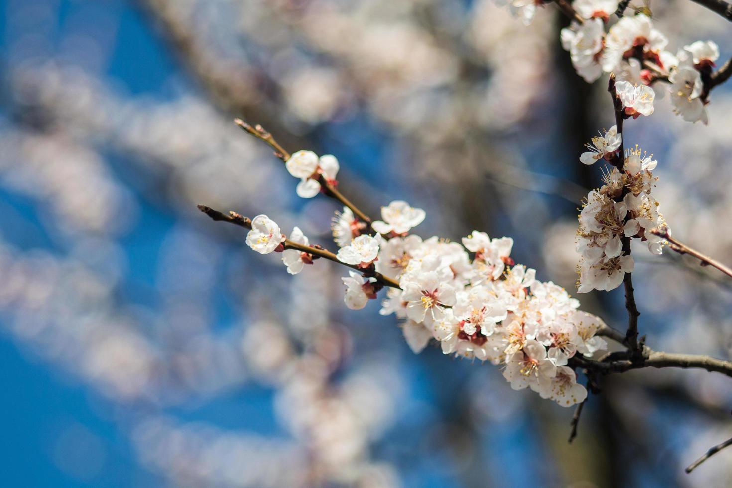 aprikosblommor med vita och röda kronblad foto