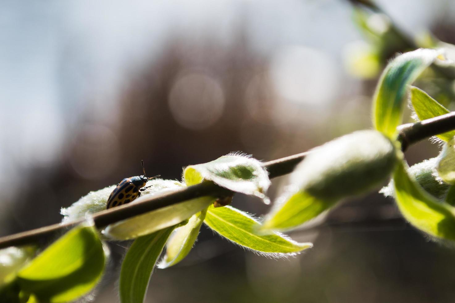 skalbagge gul med svarta prickar foto