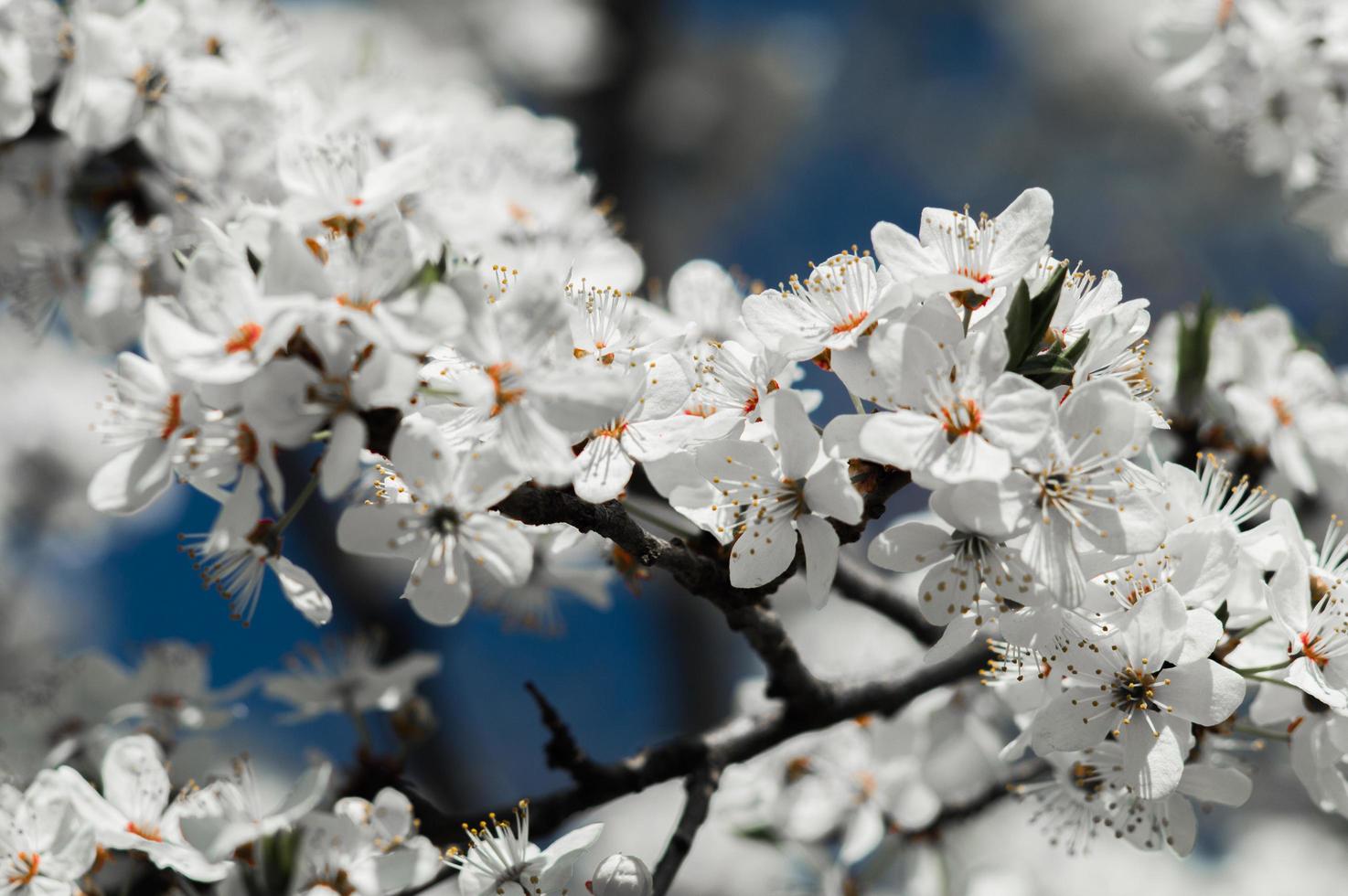 körsbärsplommon blommar med vita kronblad foto