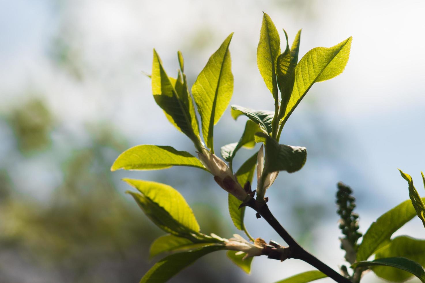 första färska gröna blad av träd foto