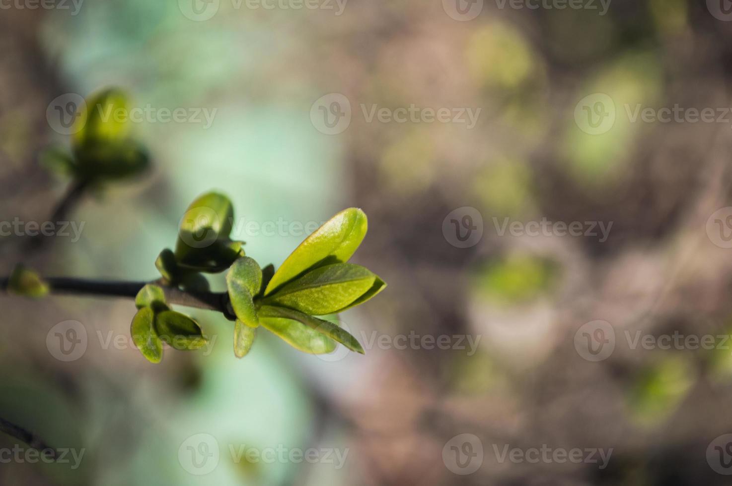 första gröna blad på trädgren foto