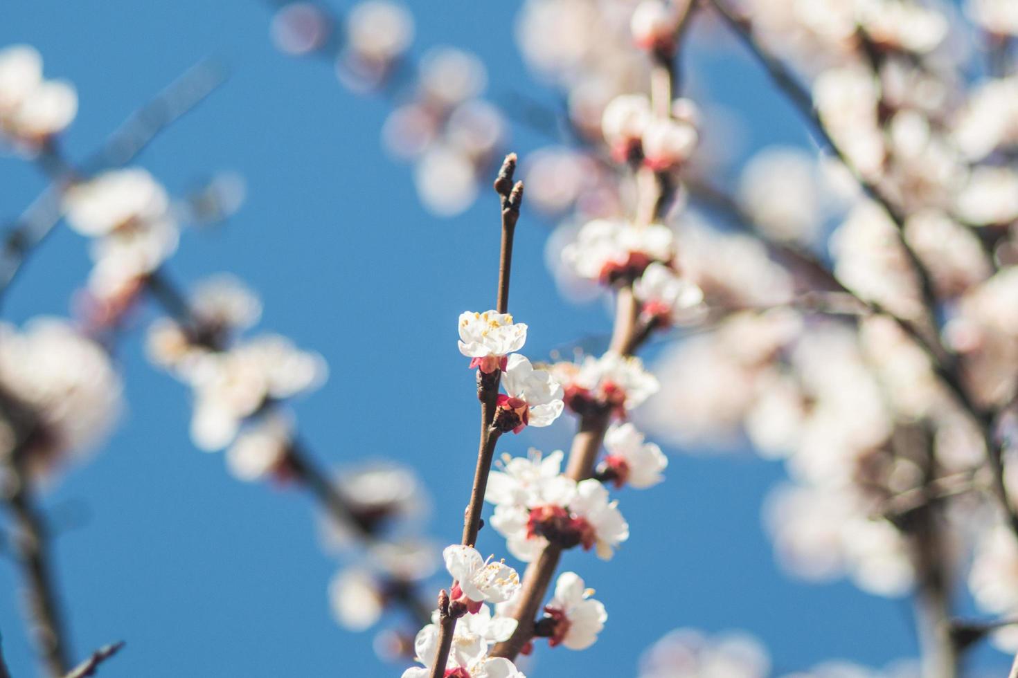 aprikosblommor med vita och röda kronblad foto