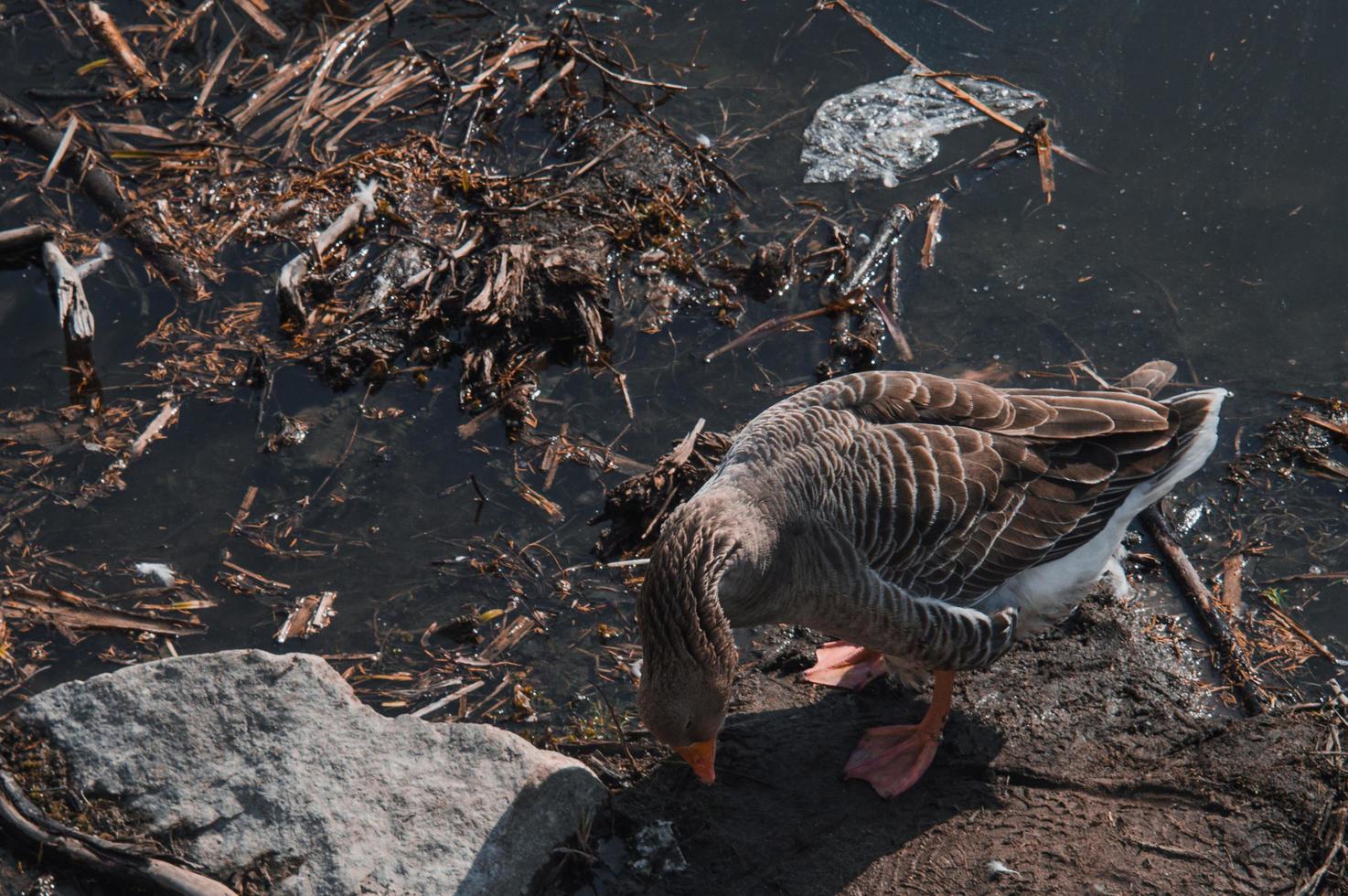 vilda gäss flockar äta i den smutsiga floden foto