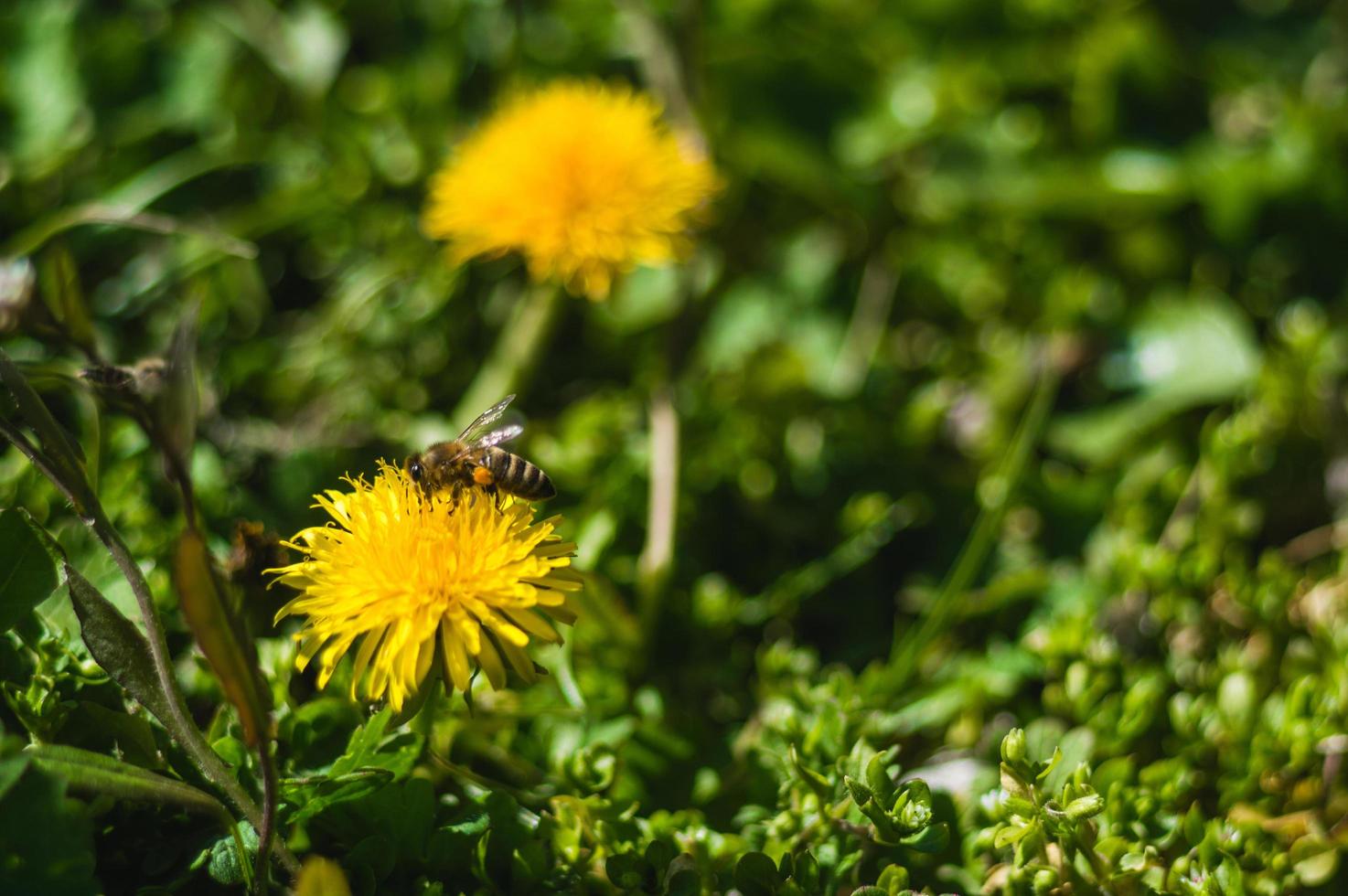 gula maskrosor närbild på suddig bakgrund foto