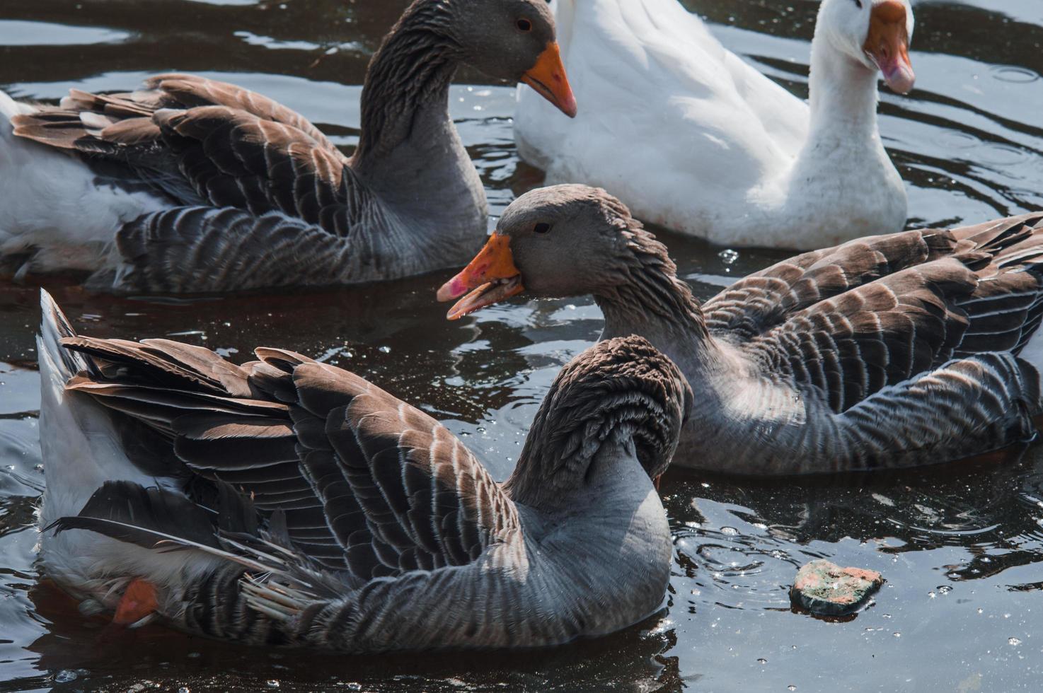 vild gäss flock äter i floden foto