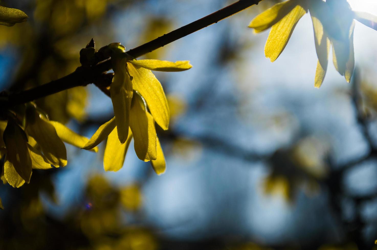 första gula blommor av forsythia närbild foto