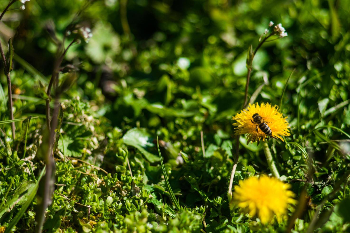 gula maskrosor närbild på suddig bakgrund foto