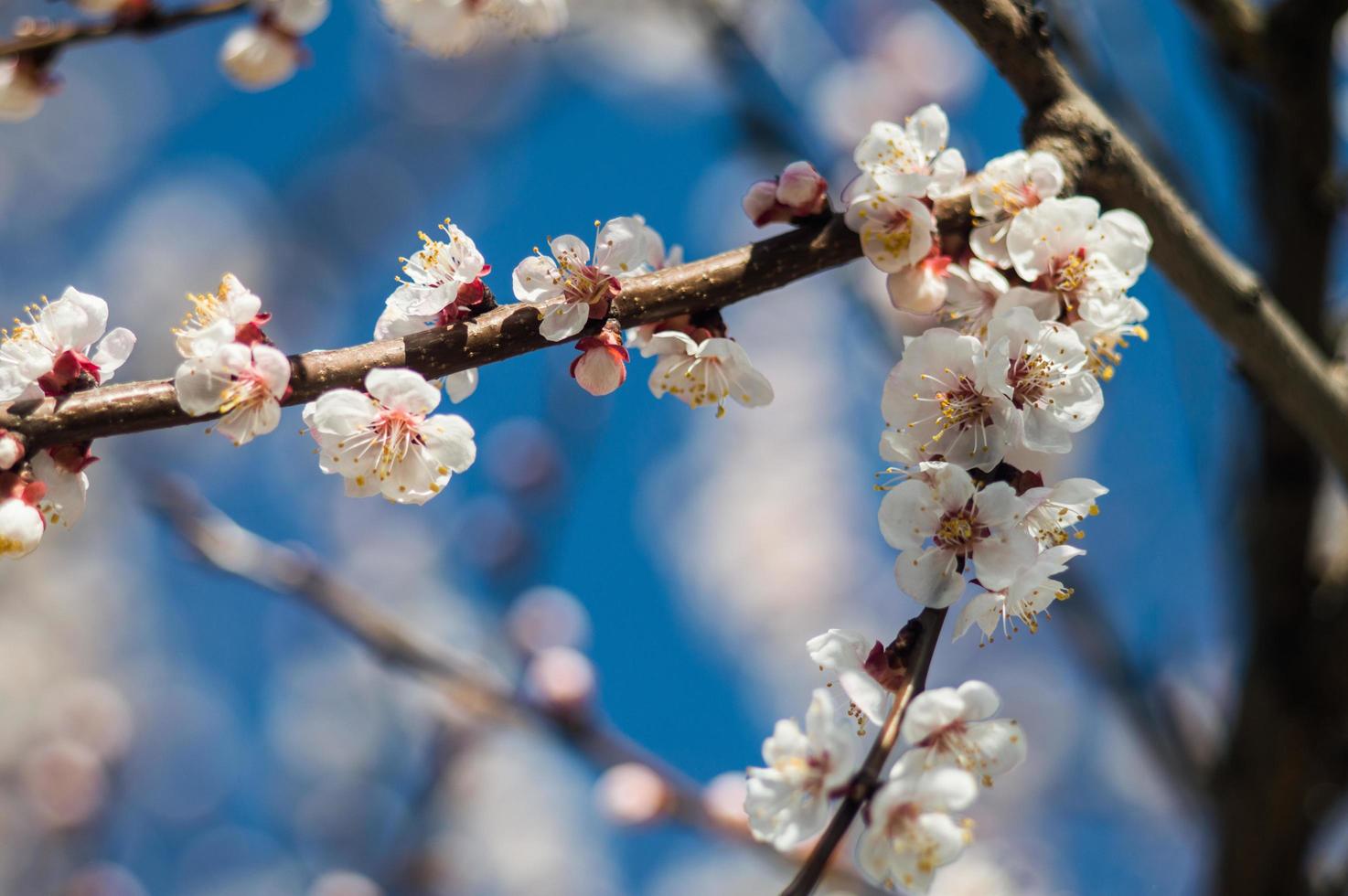 aprikosblommor med vita och röda kronblad foto