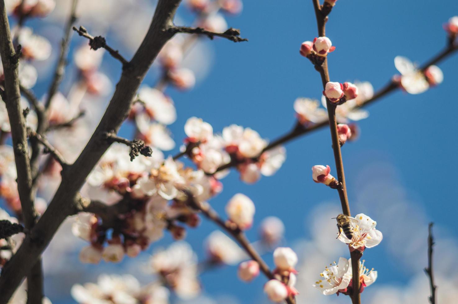 aprikosblommor med vita och röda kronblad foto