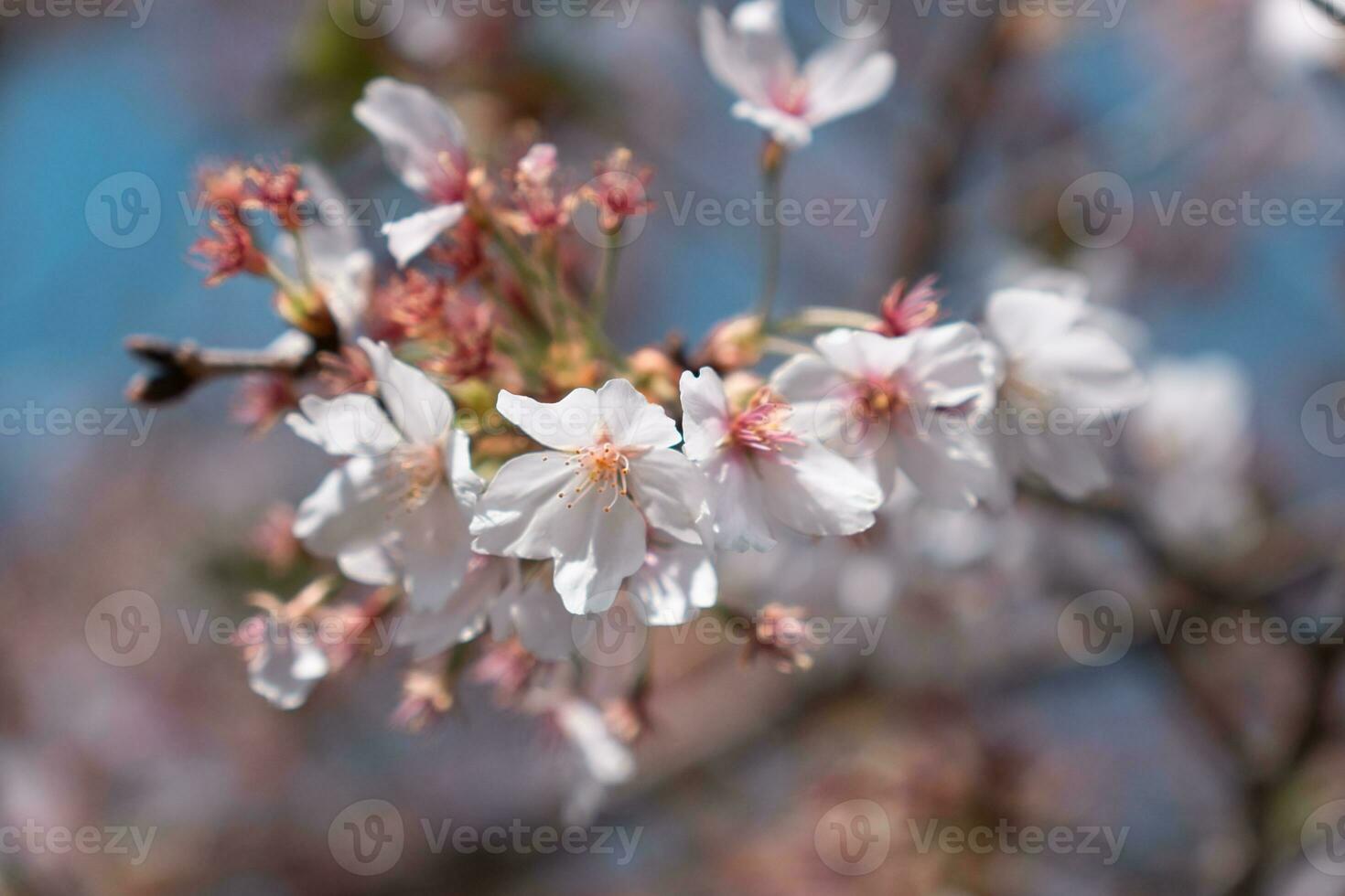 stänga upp av japan sakura kronblad körsbär blomma gren foto