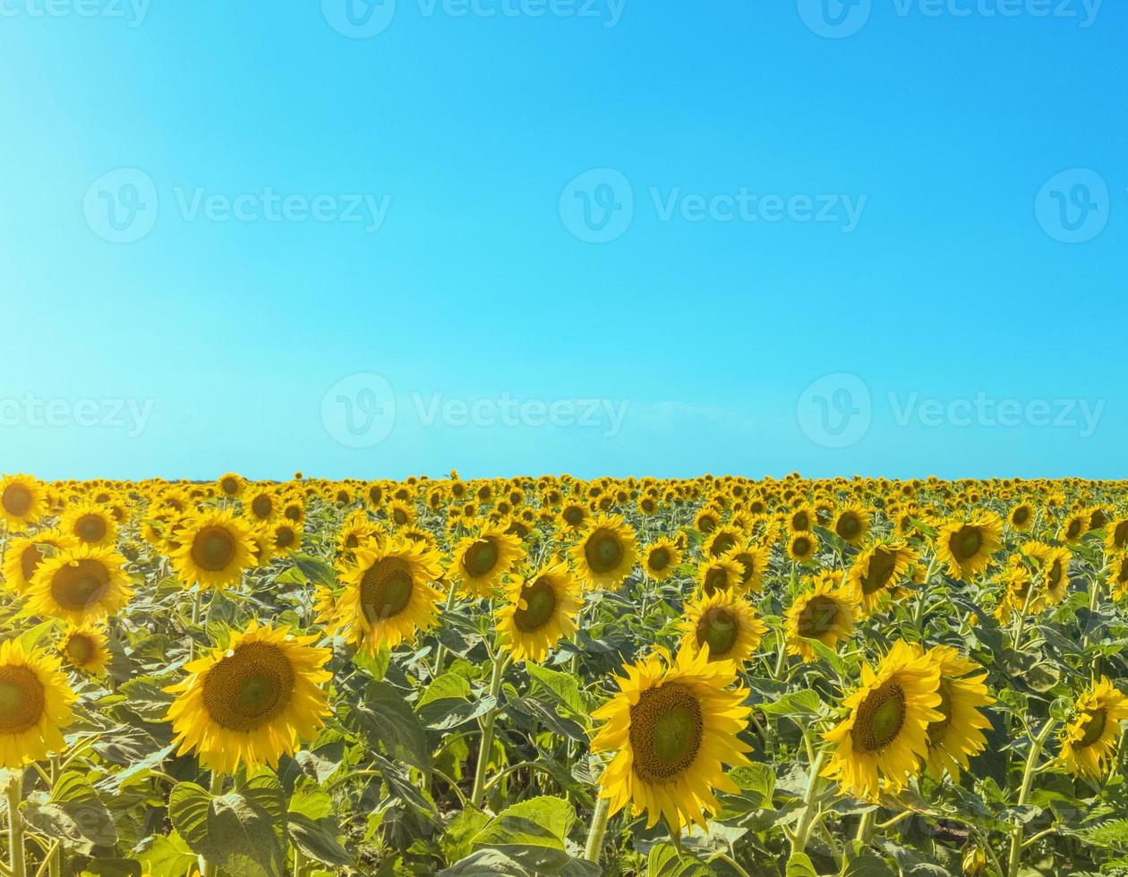solros fält med sol bländning och blå himmel landskap med kopia utrymme stock foto