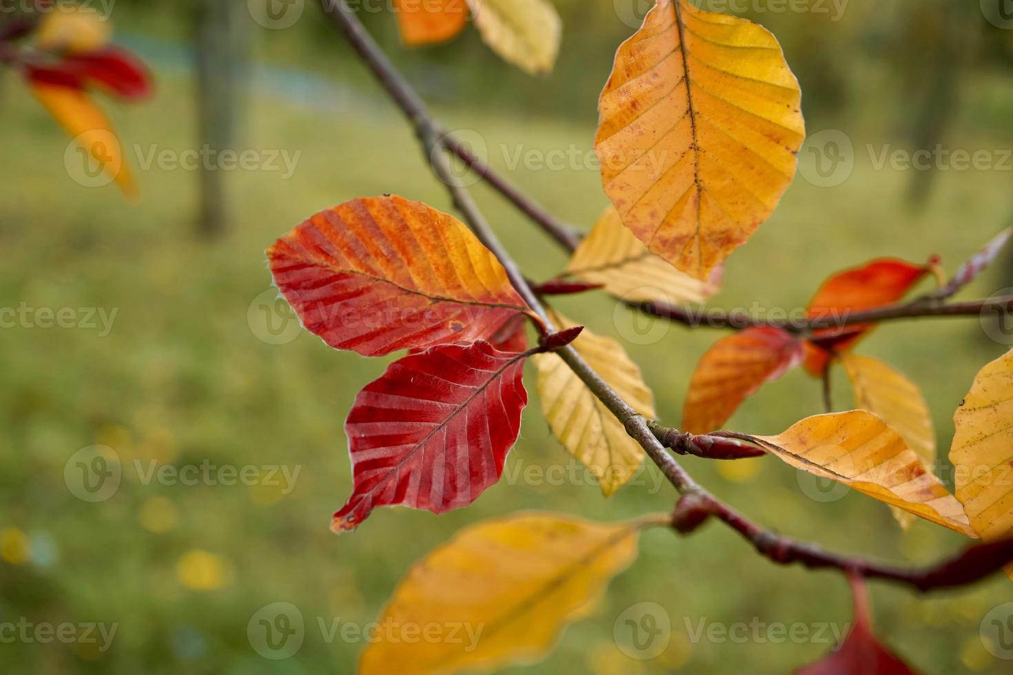 brunt blad under höstsäsongen foto