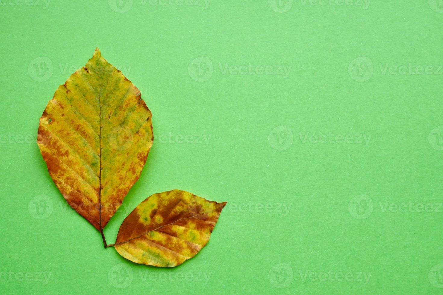 gula löv under höstsäsongen foto