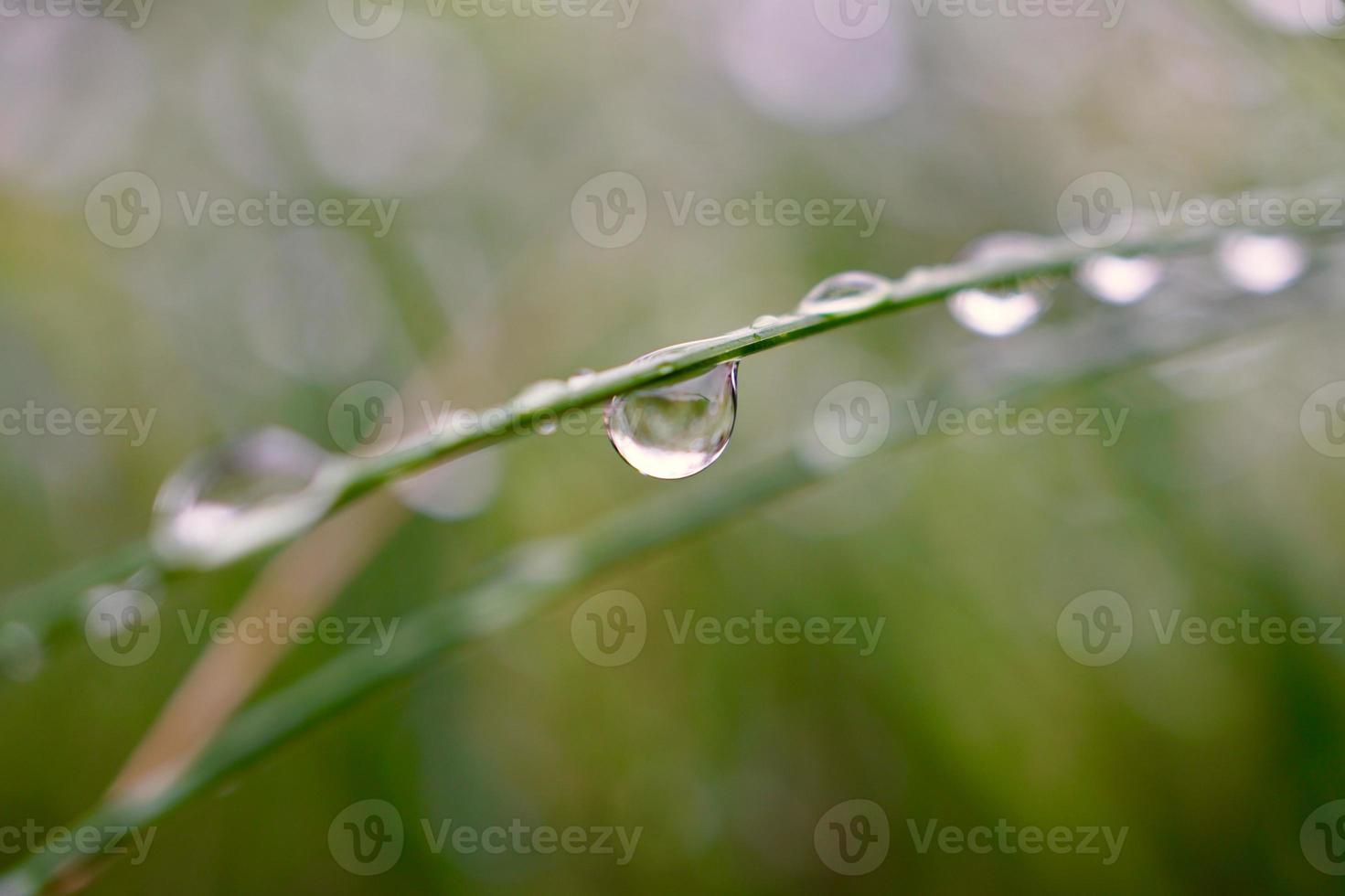 regndroppar på växterna under regniga dagar foto