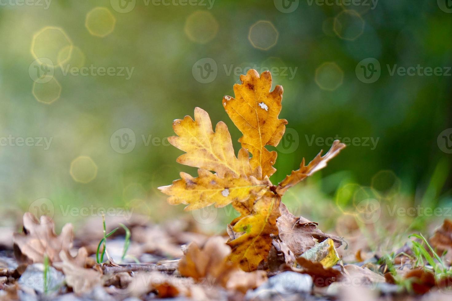 gult blad i naturen under höstsäsongen foto