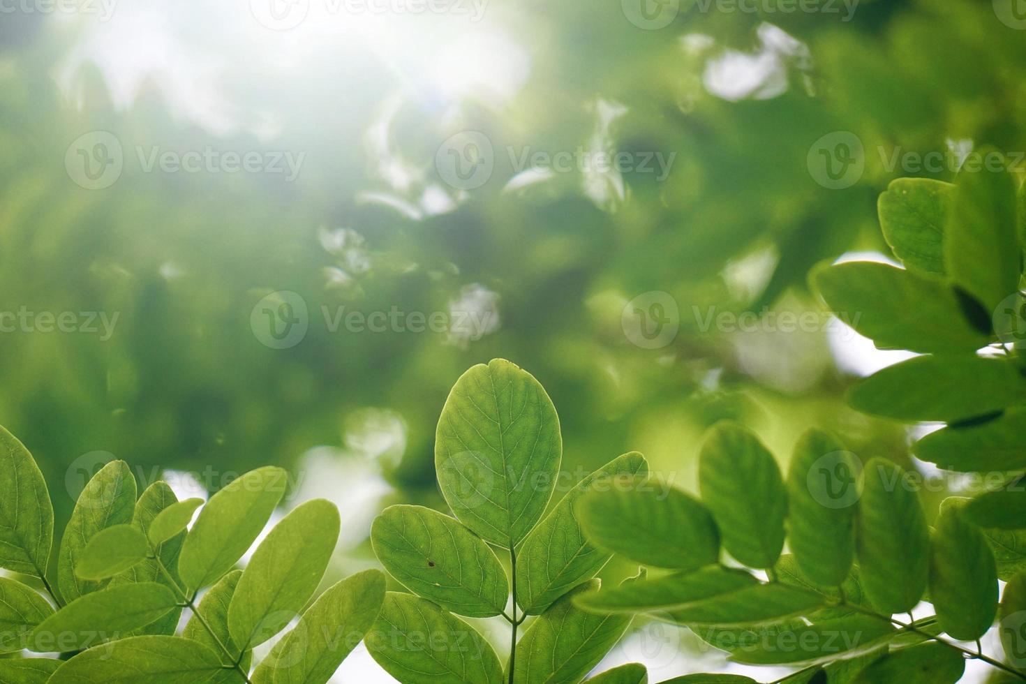 gröna träd lämnar på vårsäsongen grön bakgrund foto