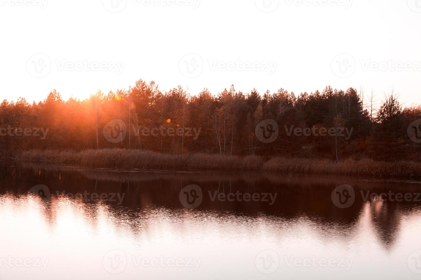 vacker höstskog vid solnedgången foto