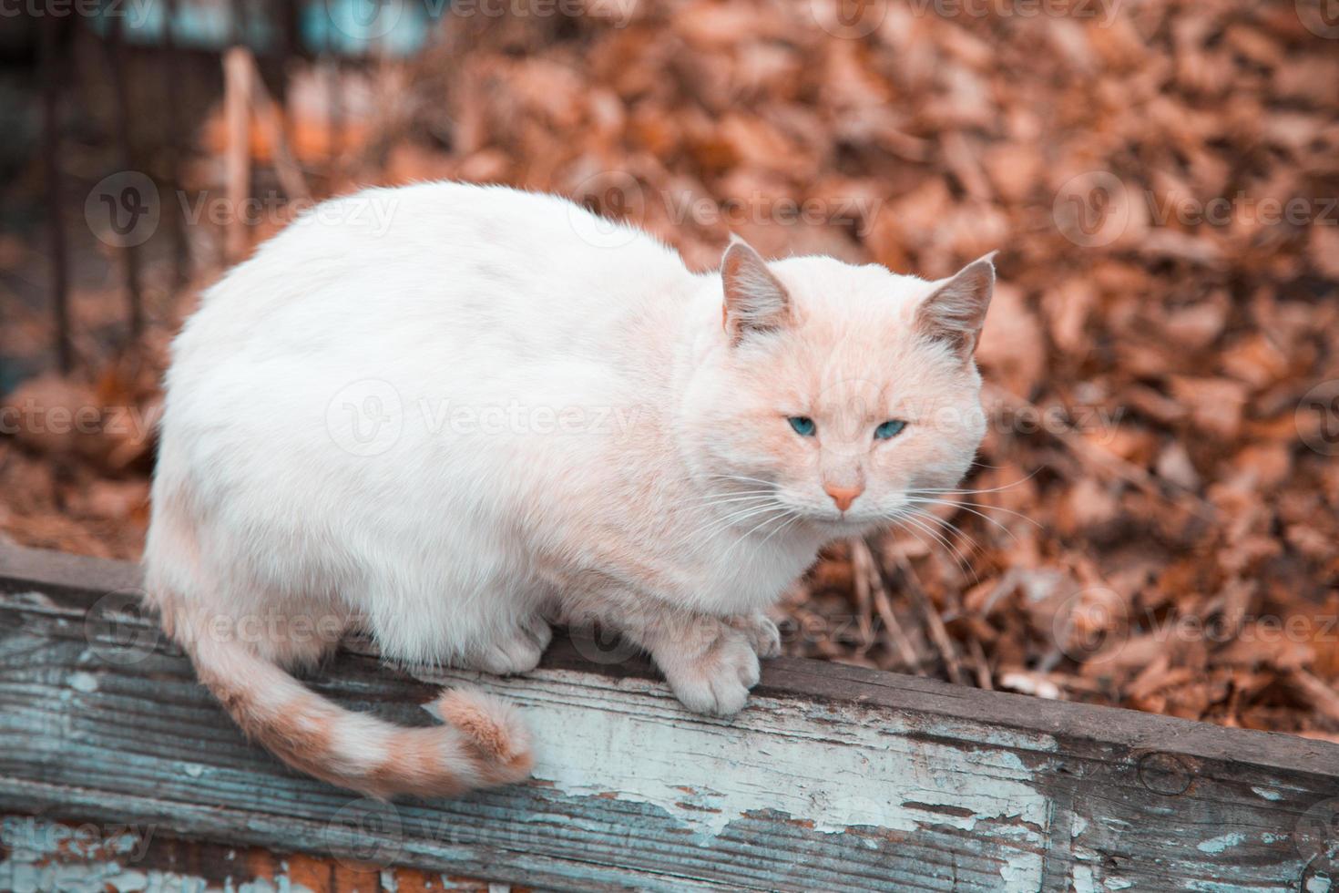 en sorglig katt med en orange vit färg sitter på ett staket foto