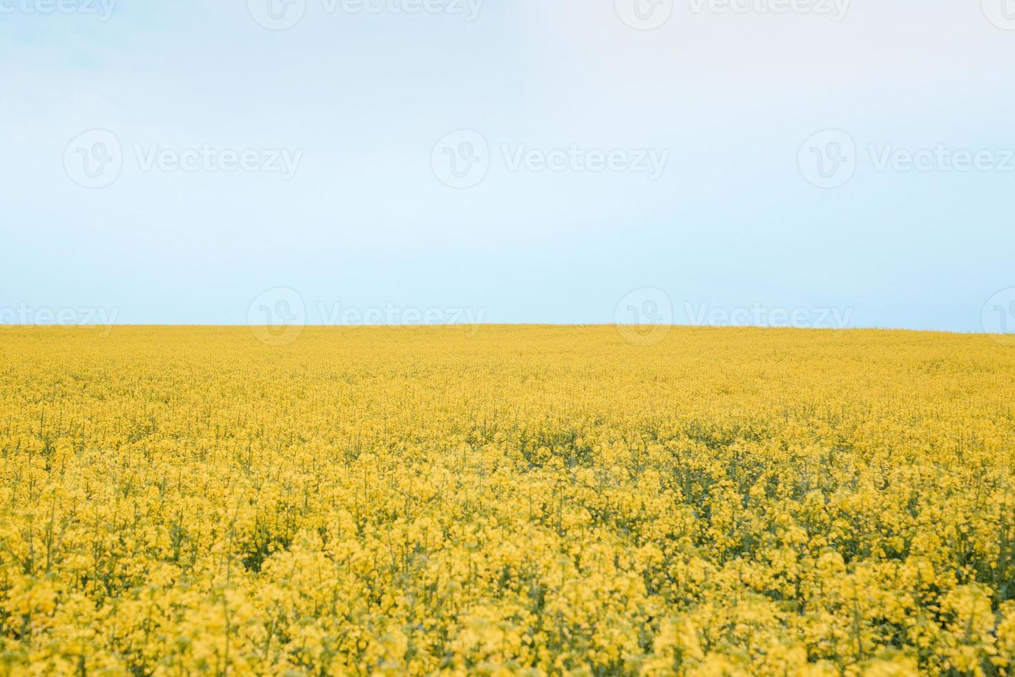 blommande rapsfält foto