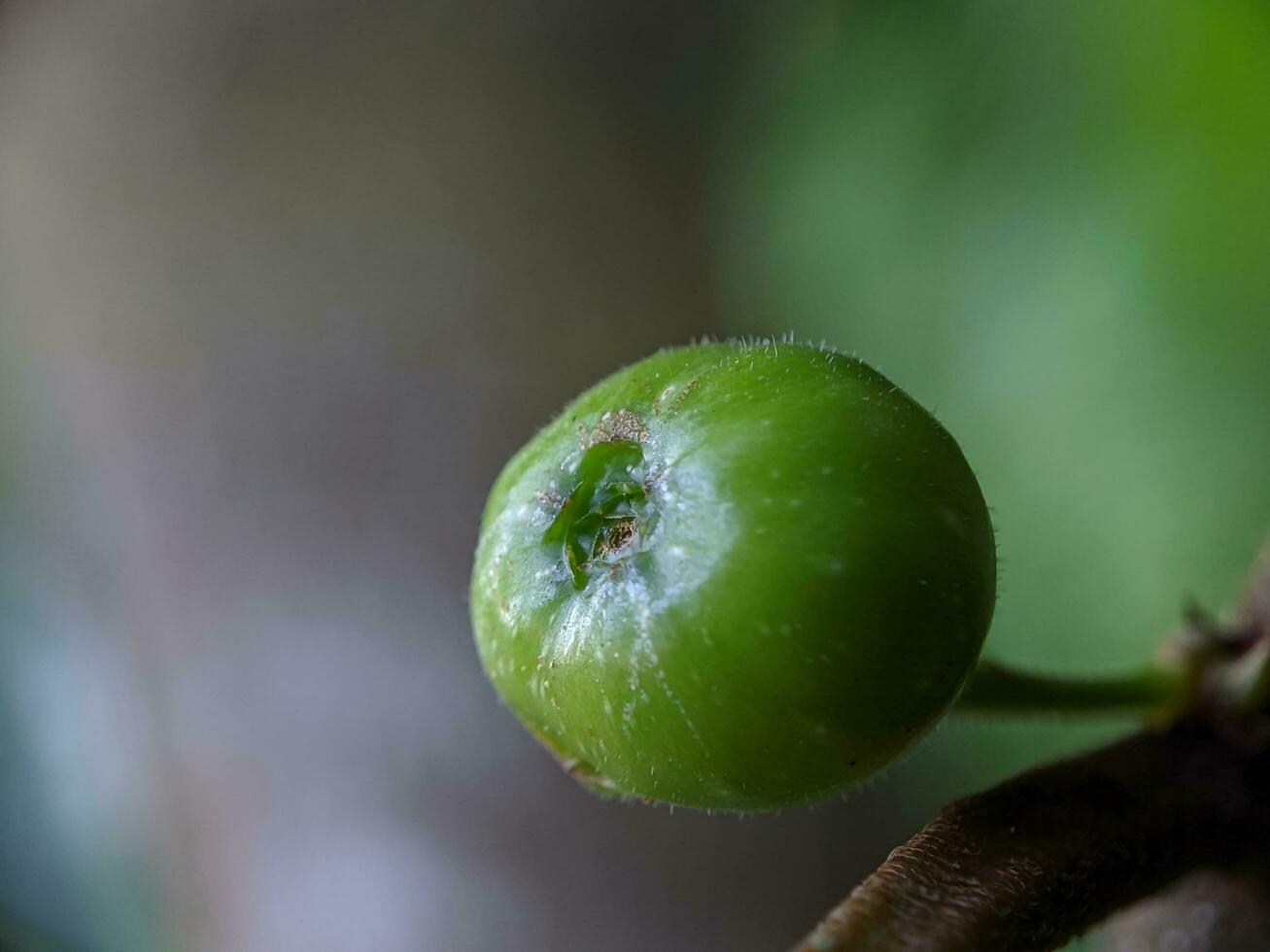 stänga upp, Foto av skog växt frukt