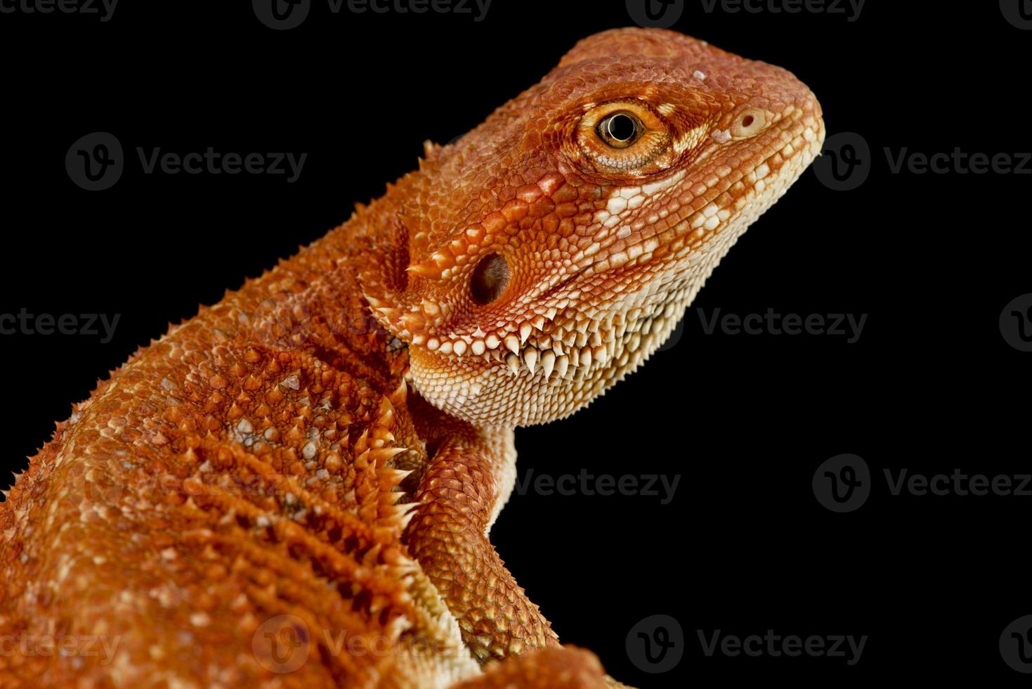 skäggig drake pogona vitticeps foto