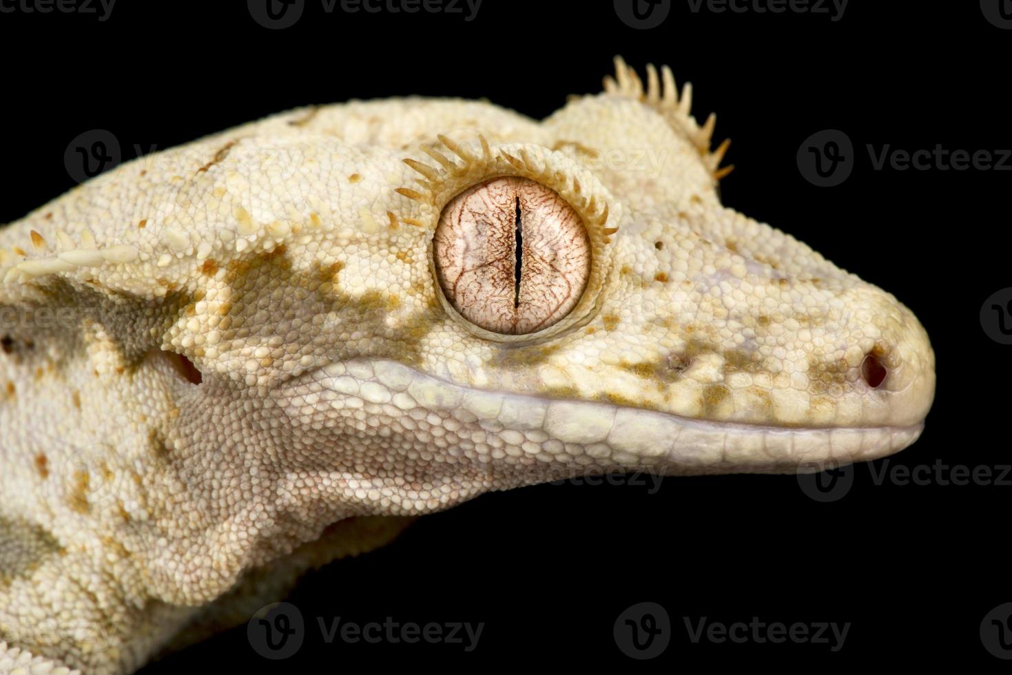 lilly vit krönad gecko correlophus ciliatus foto