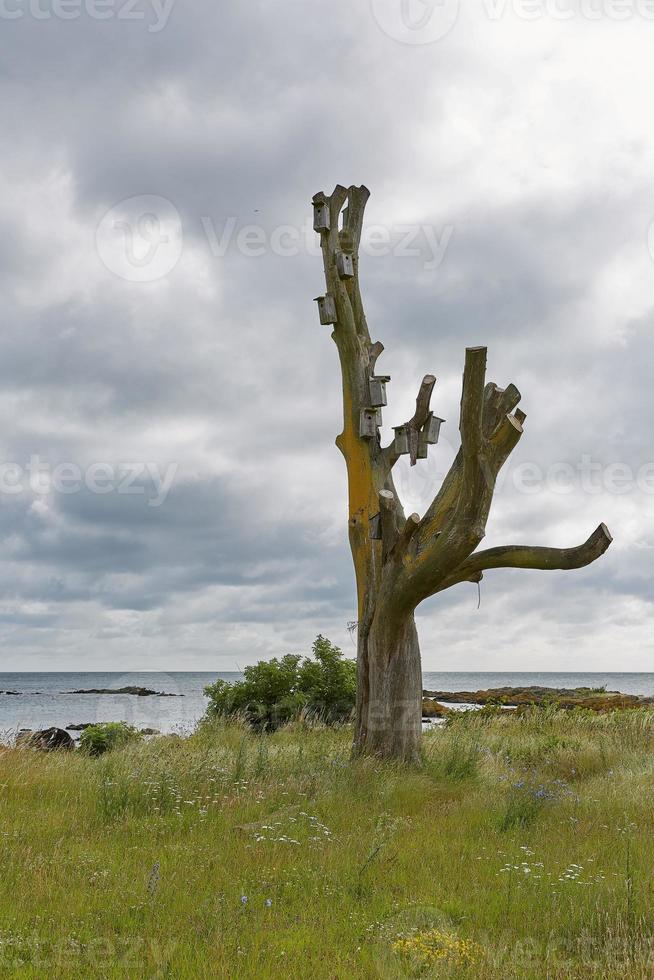 träd täckt med fågelhus på kustlinjen i Östersjön nära byn svaneke på ön bornholm i danmark foto