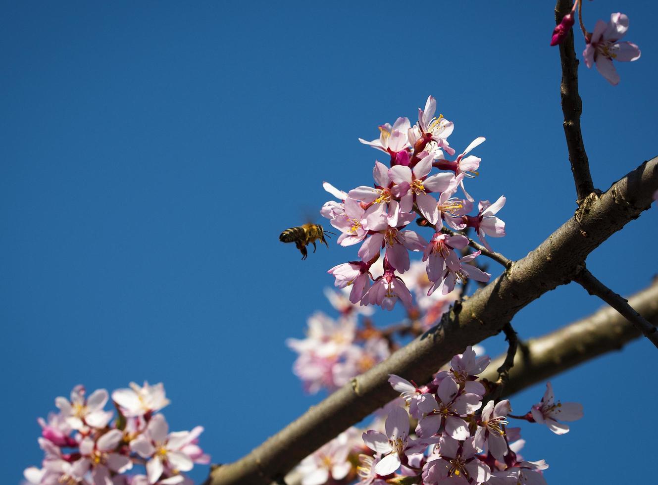 ett bi landar på en rosa blomma foto