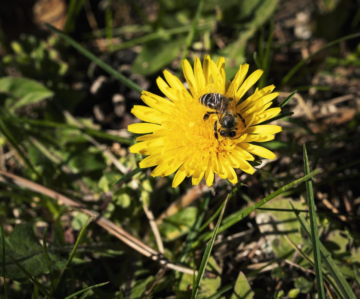 ett bi dansar på en maskrosblomma foto