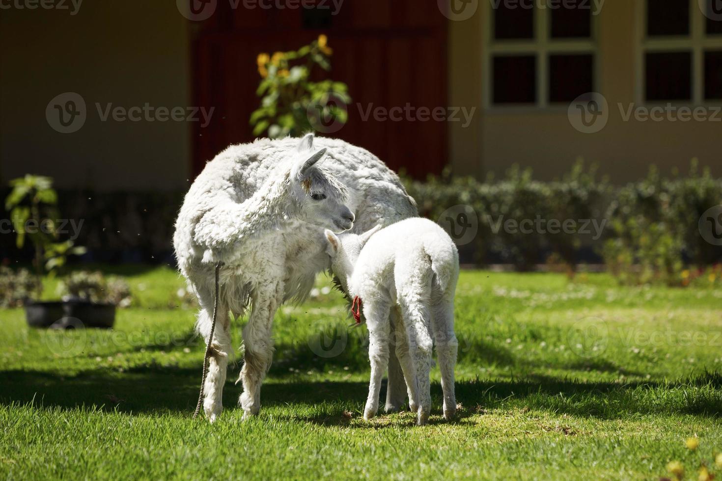 lama som matar sin vita valp med mjölk foto