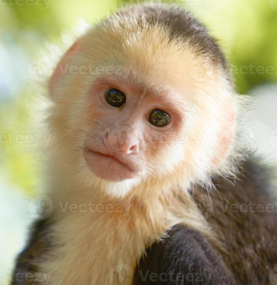 porträtt av vit huvud capuchin apa foto