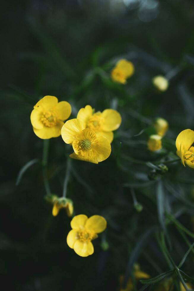 närbild av gula blommor foto