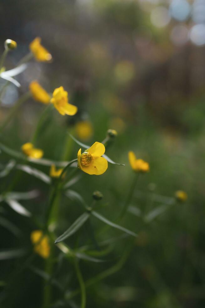 närbild av gula blommor foto
